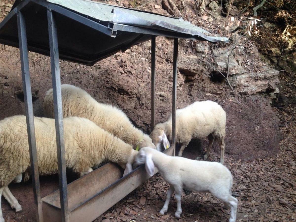 カマイオーレ Fattoria Ceragioliヴィラ エクステリア 写真