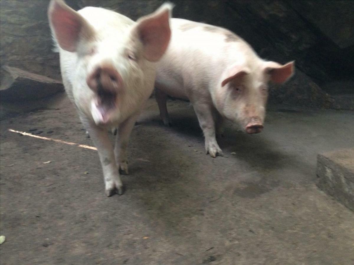 カマイオーレ Fattoria Ceragioliヴィラ エクステリア 写真
