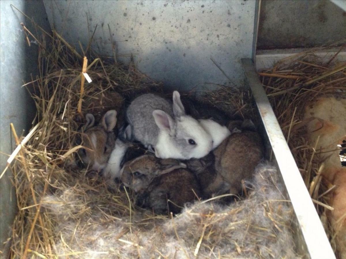 カマイオーレ Fattoria Ceragioliヴィラ エクステリア 写真
